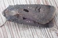 Agrotis trux