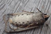 Agrotis trux