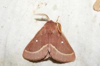 Lasiocampa trifolii trifolii