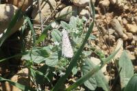 Utetheisa pulchella