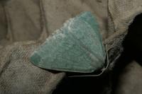 Pseudoterpna pruinata