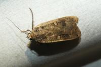 Noctua pronuba