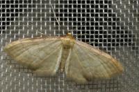Idaea dilutaria