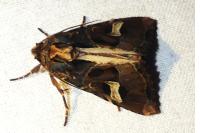 Trigonophora flammea