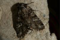 Apamea illyria