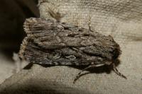 Dichagyris signifera