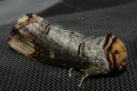 Phalera bucephala