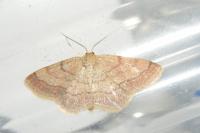 Scopula rubiginata