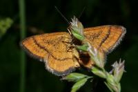 Idaea flaveolaria