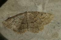 Yezognophos serotinaria serotinoides