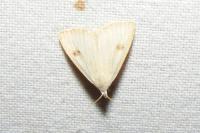 Rivula sericealis