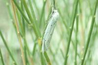 Coscinia cribraria cribraria