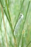 Coscinia cribraria cribraria