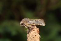 Anchoscelis lunosa