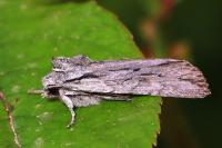 Lithophane leautieri