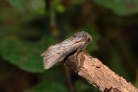 Aporophyla australis