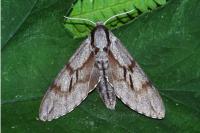 Hyloicus pinastri