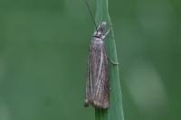 Chrysoteuchia culmella