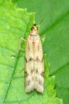 Homoeosoma sinuella