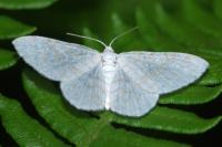 Asthena albulata