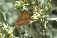 Pyrausta sanguinalis