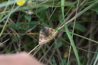 Euclidia glyphica