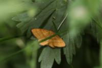 Idaea flaveolaria