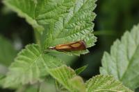 Catoptria conchella