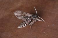 Agrius convolvuli