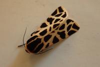 Cymbalophora pudica