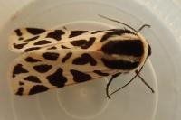 Cymbalophora pudica