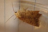 Caradrina clavipalpis