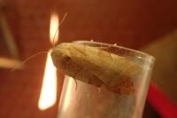 Noctua tirrenica