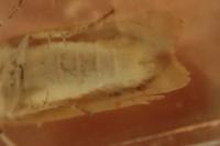 Noctua tirrenica