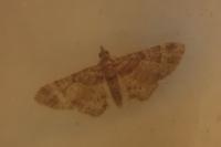 Gymnoscelis rufifasciata