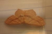Scopula imitaria