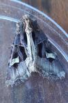 Trigonophora flammea