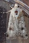 Agrotis trux