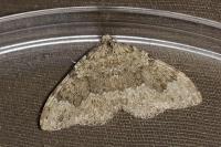 Coenotephria ablutaria