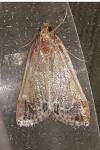 Pyralis farinalis