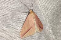 Rhodometra sacraria