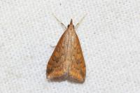 Udea ferrugalis