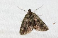Chloroclysta siterata