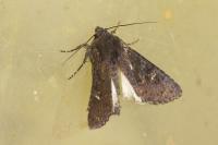 Aporophyla nigra