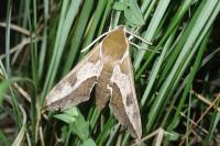 Hyles euphorbiae