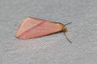 Rhodometra sacraria