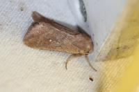 Mythimna albipuncta