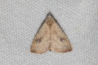 Rivula sericealis