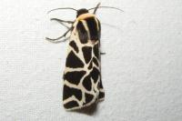 Cymbalophora pudica