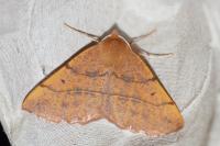 Colotois pennaria